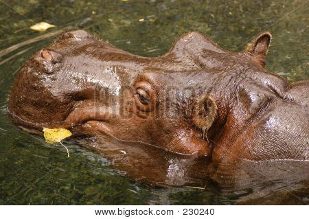Animalske Wildlife Hippo