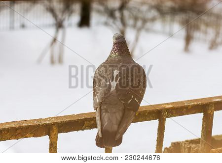 Pigeon Bird Sitting On Rustic Balcony At Winter.