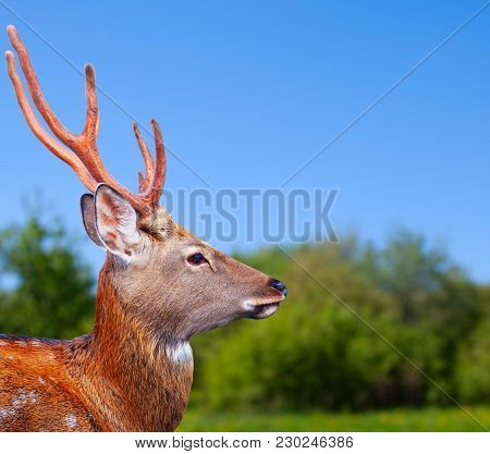 Head Of Sika Deer (cervus Nippon) In Wildness