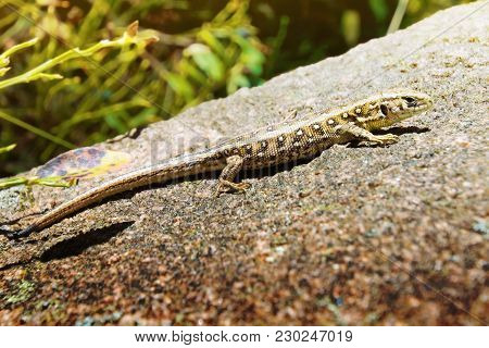 Lizard On The Rock. Reptile Animal Image.