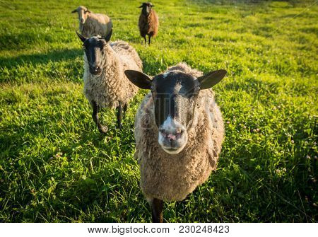 Several Sheep On A Green Grass During Nice Summer Sunset Time Of Day