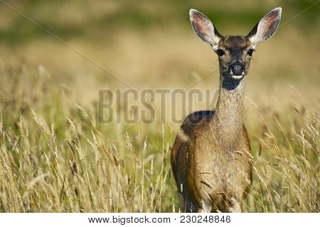 Elk Between Grasses Of Redwood Forest In Northern California, Usa. Wildlife Photo Collection.