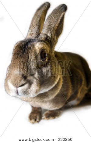 Nosy coelho