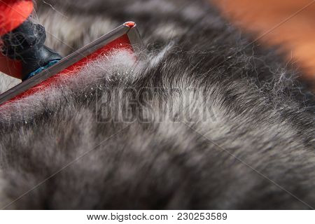 Grooming Undercoat Dog. Comb Out Dog Wool Brush, Close-up. Spring Molt Pet. Concept Hygiene And Care