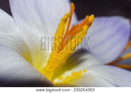 Closeup Of A Spring Flower Of Crocus With Yellow Pollen.