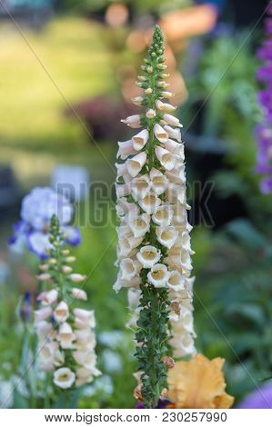 Digitalis Purpurea Flower Foxglove In Bloom, Scrophulariaceae Family.
