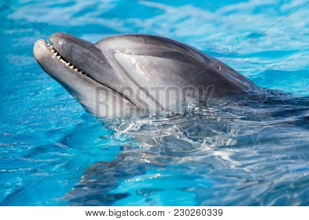Dolphin In The Pool . In The Park In Nature