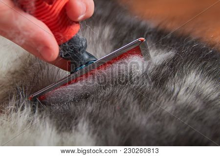 Grooming Undercoat Dogs. Comb Out Dog Wool Brush, Close-up. Concept Hygiene And Care For Dogs. Probl