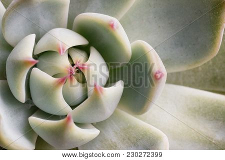 Close-up Macro Succulent Plant 