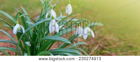 White Small Flowers In Shape Of Drops Under The Bright Sun. Spring Picture.