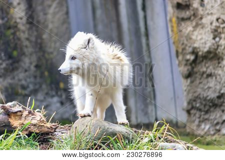 Arctic Fox In Winter Coat During Early Spring Season