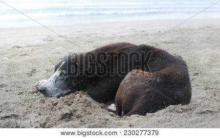 Black Stray Dog Sleeping On The Beach. Lonely Local Bali Wild Dog.