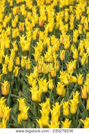 Abstract Background . Close-up Of Yellow Tulips Flowers