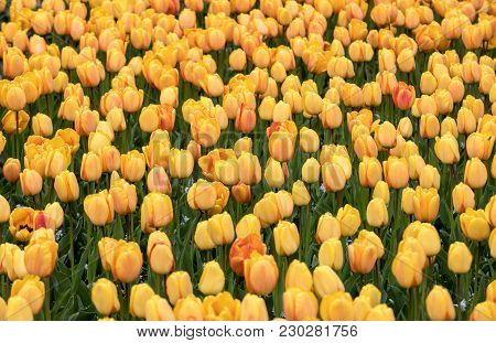 Abstract Background . Close-up Of Yellow Tulips Flowers