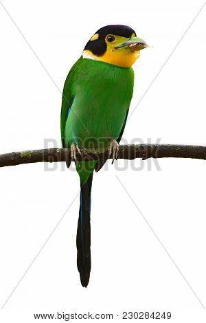 Long-tailed Broadbill Bird