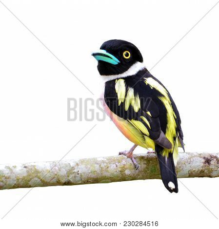 Black-and-yellow Broadbill Bird