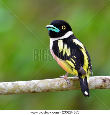 Black-and-yellow Broadbill Bird