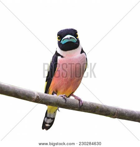 Black-and-yellow Broadbill Bird