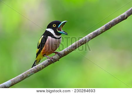 Black-and-yellow Broadbill Bird
