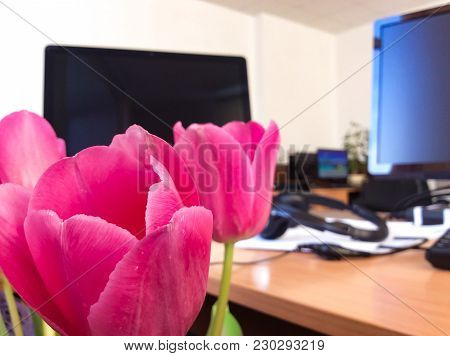Several Rose Tulips On Blurry Background. Closeup Photo