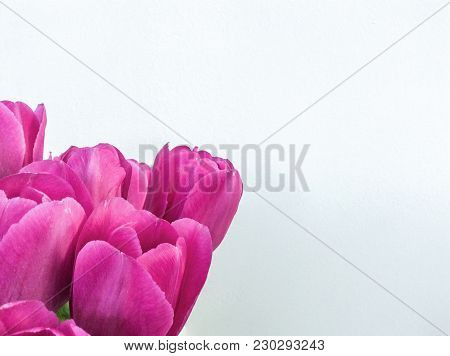 Several Rose Tulips On White Background. Closeup Photo