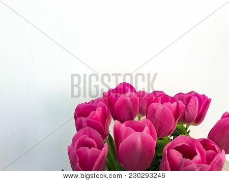 Several Rose Tulips On White Background. Closeup Photo