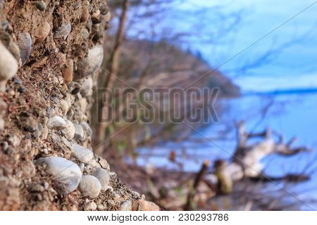 Chunk Of Driftwood In Western Washington During Late Winter