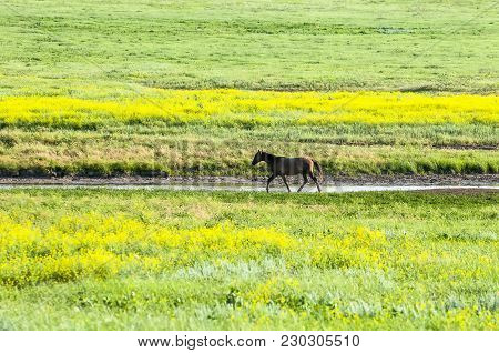 Portrait Of A Horse In The Meadow. A Herd Of Wild Horses Shown On Water Island In Atmospheric Rostov