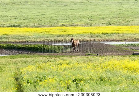 Portrait Of A Horse In The Meadow. A Herd Of Wild Horses Shown On Water Island In Atmospheric Rostov