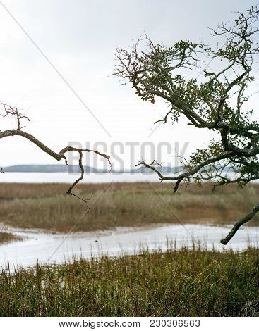 Photograph Of Two Trees Touching With Landscape.