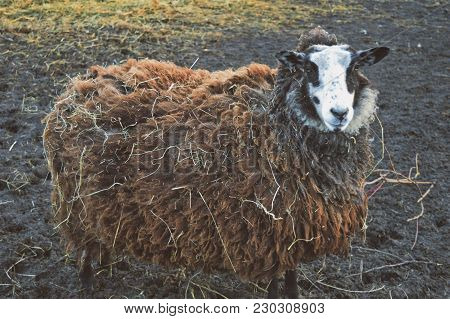 Brown sheep zwartbles at our little family farm