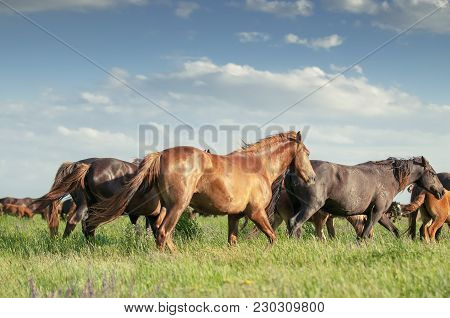 A Herd Of Wild Horses Shown On Water Island In Atmospheric Rostov State Reserve