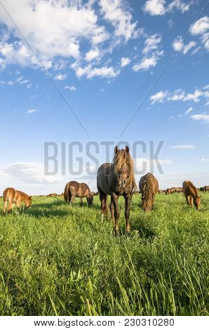 A Herd Of Wild Horses Shown On Water Island In Atmospheric Rostov State Reserve