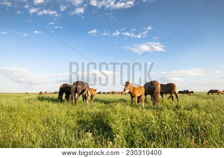 A Herd Of Wild Horses Shown On Water Island In Atmospheric Rostov State Reserve