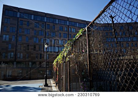 Fence With Plants And Sun In Brooklyn With Building