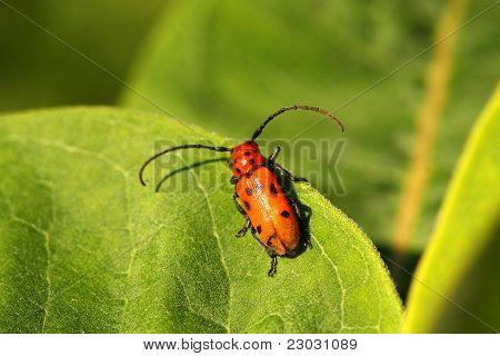 Milkweed Bug