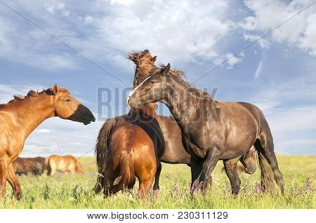 Fighting Wild Stallions On Summer Meadow. A Herd Of Wild Horses Shown On Water Island In Atmospheric