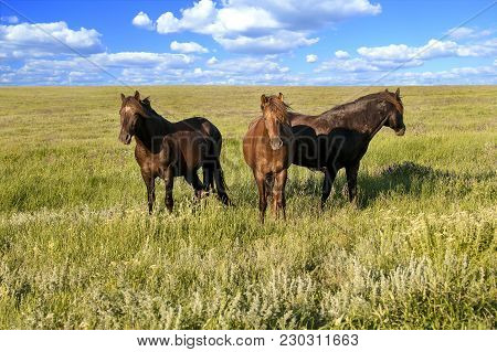 A Herd Of Wild Horses Shown On Water Island In Atmospheric Rostov State Reserve