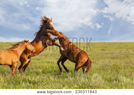 Fighting Wild Stallions On Summer Meadow. A Herd Of Wild Horses Shown On Water Island In Atmospheric