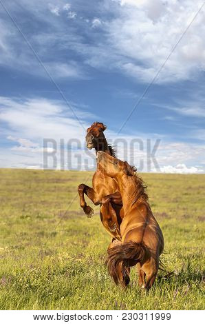 Fighting Wild Stallions On Summer Meadow. A Herd Of Wild Horses Shown On Water Island In Atmospheric