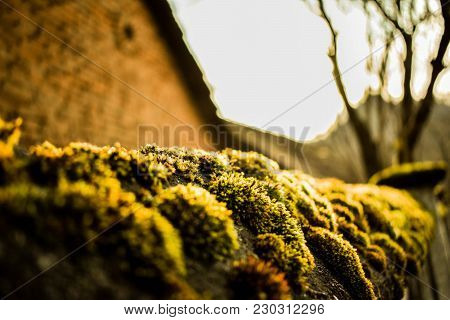 On A Sunny Day, The Moss Shine Loudly