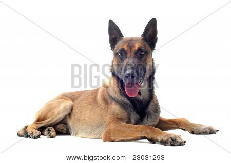 Malinois