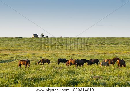 A Herd Of Wild Horses Shown On Water Island In Atmospheric Rostov State Reserve