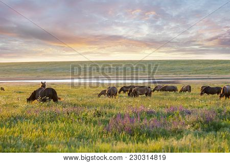 A Herd Of Wild Horses Shown On Water Island In Atmospheric Rostov State Reserve