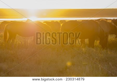 Wild Horses Grazing On Summer Meadow At Sunset