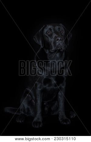 Beautiful Young Male Dog Labrador Breed On A Black Background