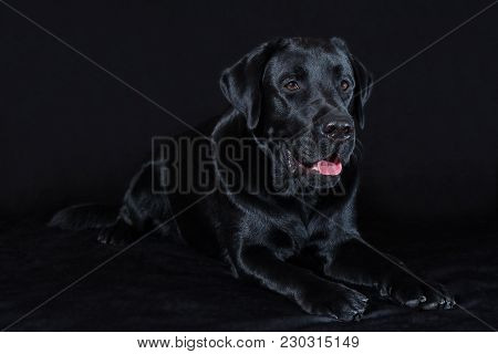 Beautiful Young Male Dog Labrador Breed On A Black Background
