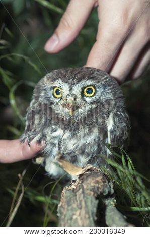 Portrait Of Cute Little Owl With Bokeh, Athene Noctua