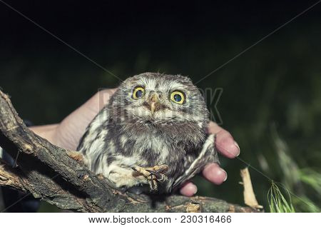 Portrait Of Cute Little Owl With Bokeh, Athene Noctua