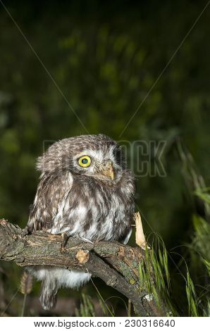 Portrait Of Cute Little Owl With Bokeh, Athene Noctua